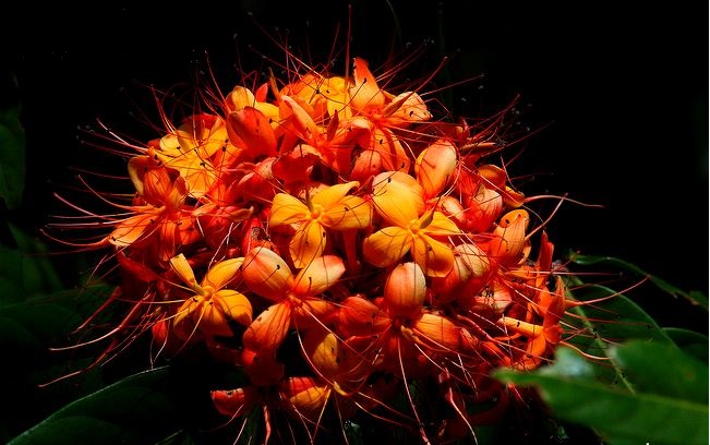 стрелы камадевы