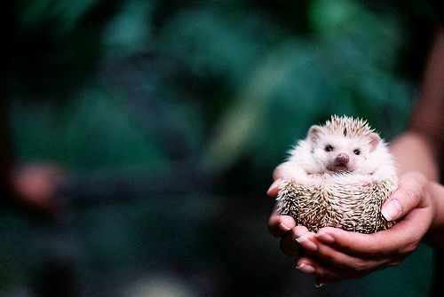 Литеры руны