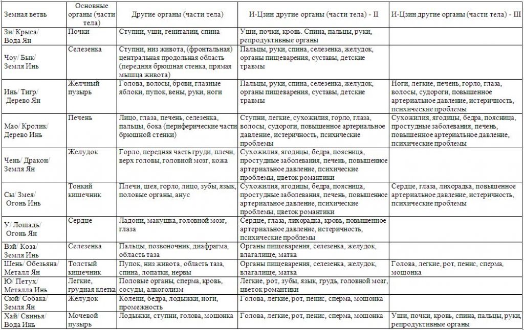 Земные ветви и здоровье